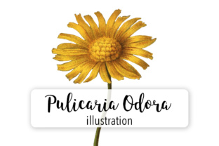 Pulicaria Odora Watercolor Embroidery Review