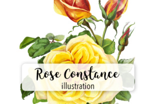 Rose Constance Watercolor Illustrations Review