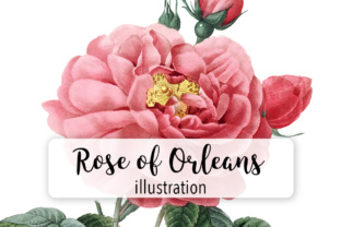 Rose of Orleans Watercolor Illustrations