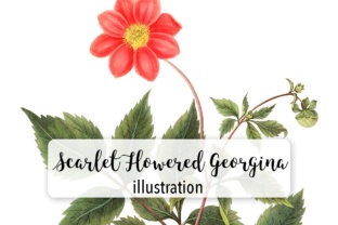 Scarlet Flowered Georgina Watercolor Review