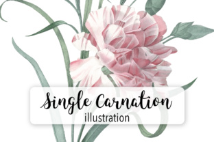 Single Carnation Watercolor Illustrations