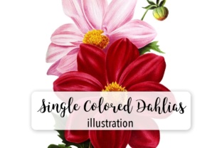 Single Colored Dahlia Watercolor Illustrations