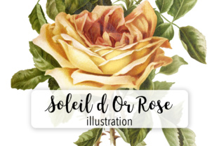 Soleil D or Rose Watercolor Embroidery Review