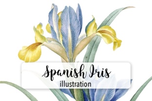 Spanish Iris Watercolor Illustrations Review