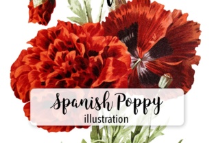 Spanish Poppy Watercolor Illustrations Review