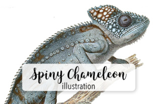 Spiny Chameleon Watercolor Illustrations Review