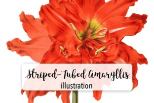 Striped Tubed Amaryllis Watercolor Illustrations
