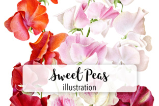 Sweet Peas Watercolor Illustrations Review