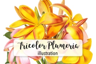 Tricolor Plumeria Watercolor Illustrations Review