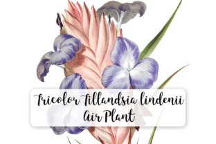 Tricolor Tillandsia Lindenii Air Plant Illustrations
