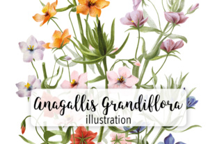 Varieties of Anagallis Grandifl Watercolor Illustrations