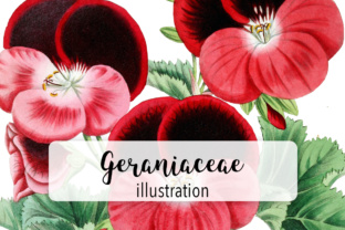 Watercolor Geraniaceae Flower Illustrations