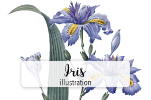 Watercolor Iris: Elegant Illustrations for Crafters